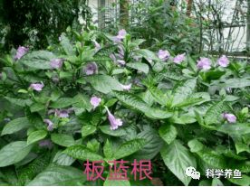 14种中草药在水产养殖中的神奇应用，里面一定有您不清楚的
