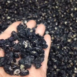 顶级柴达木盆地特大精品黑枸杞 天龙中药行的自然馈赠