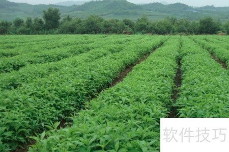 中药材种植的高效销售策略
