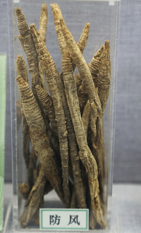 论中药材防风的价值与应用